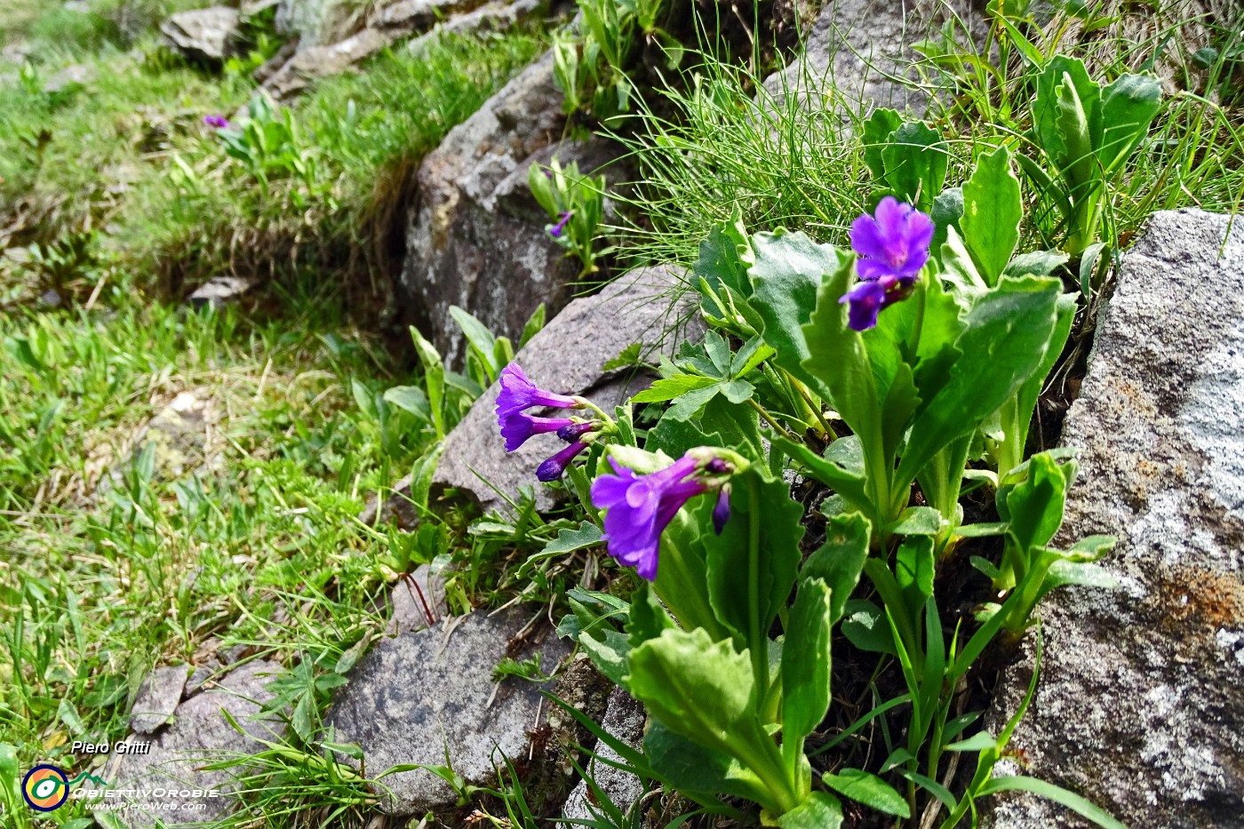 69 Primula latifolia ( a foglie allargate).JPG -                                